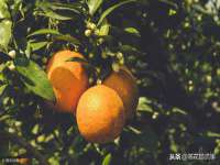 湖南蓝沃彦商贸有限公司